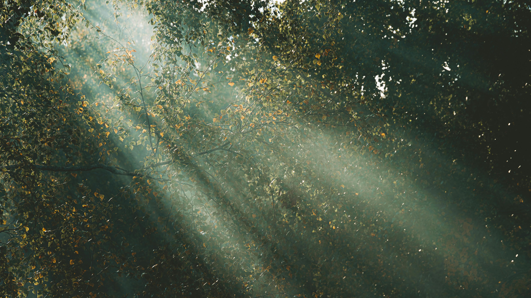 sunlight through trees online therapy