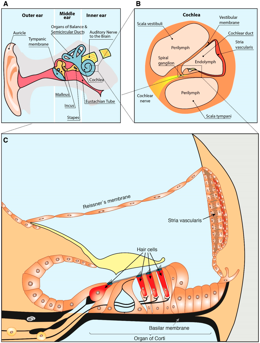 Figura 1. Dibujo esquemático de la anatomía del oído. (A) Compartimientos anatómicos del oído. (B) Cochlea anatomía. (C) Estructura de la escala coclear coclear. Basado en Sánchez-Calderón et al. [25] y Rivera T. et al. [26].