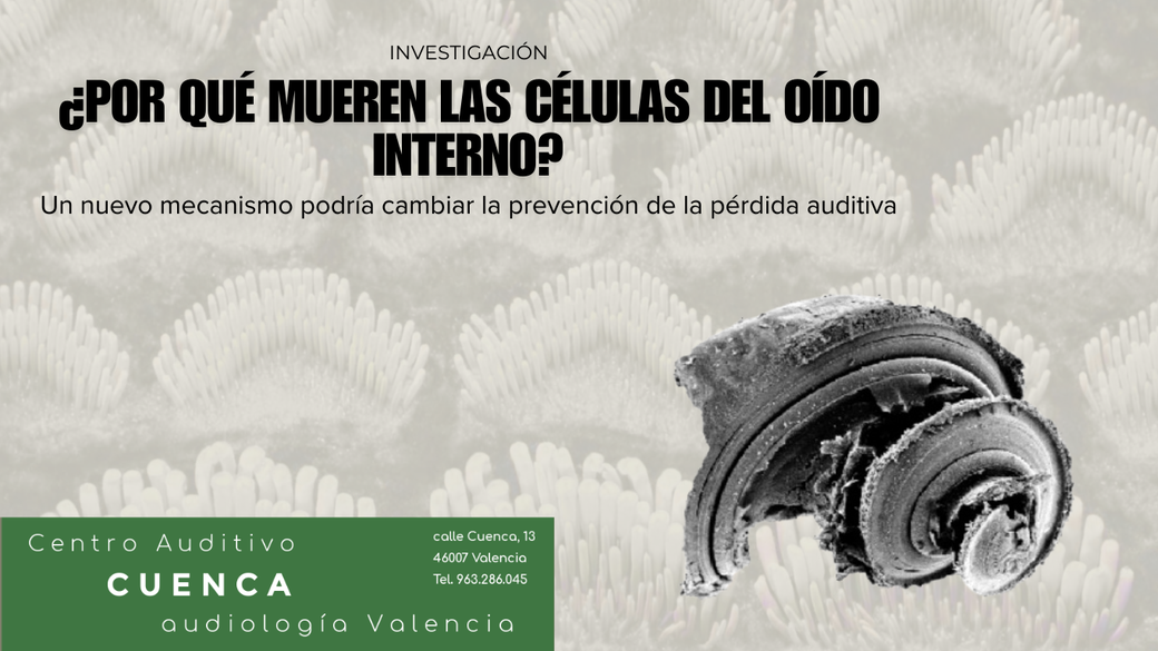 ¿Por qué mueren las células del oído interno?. Un nuevo mecanismo podría cambiar la prevención de la pérdida auditiva.