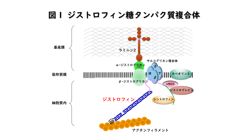 図1 ジストロフィン糖タンパク質複合体