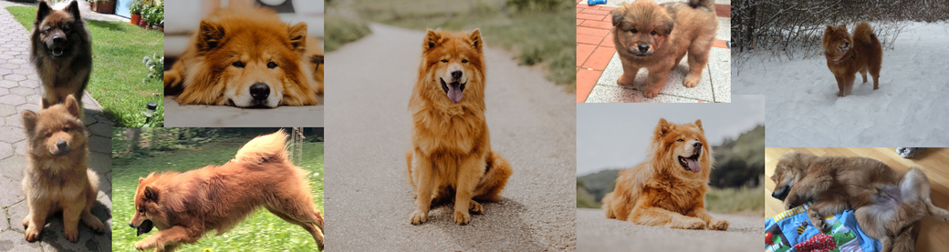 eurasier-wien