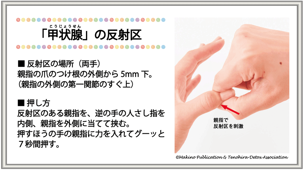 「甲状腺の反射区」反射区の場所（両手）：親指の爪のつけ根の外側から5mm下（親指の外側の第一関節のすぐ上）・押し方：反射区のある親指を、逆の手の人さし指を内側、親指を外側に当てて挟む。押すほうの手の親指に力を入れてグーッと7秒間押す