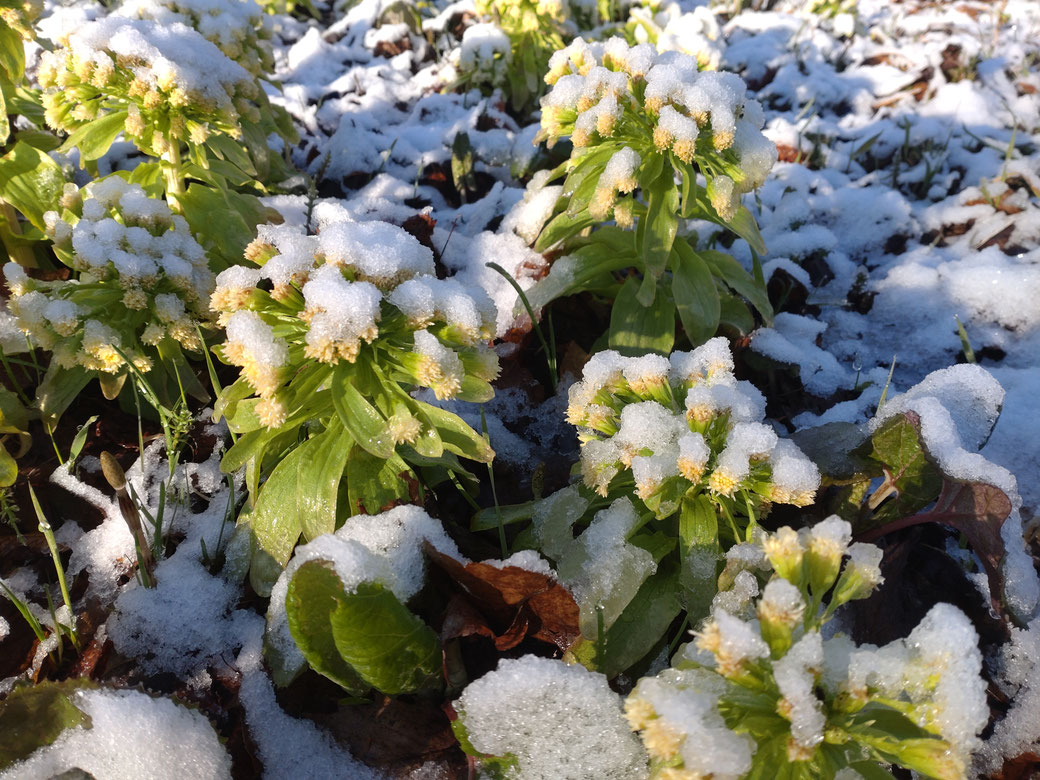 「Bakke」以為春天到了才冒出頭,結果又下起雪來了。