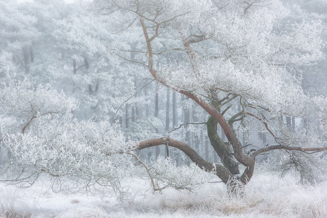 Mooie boom in een winterlandschap op het Fochteloereveen © Jurjen Veerman