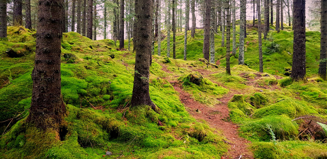 wildewandlungswege-wald-naturcoaching-schamanismus-waldwege