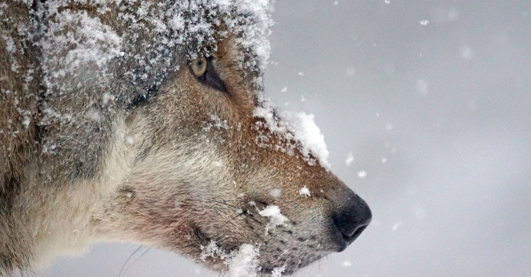 Marche avec les loups ; JeanMichel Bertrand Max de nature