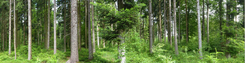 Wald Panorama Kyburg