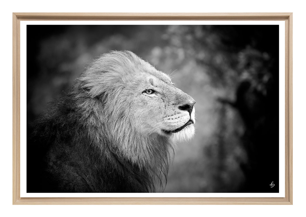 Portrait lion en noir et blanc 