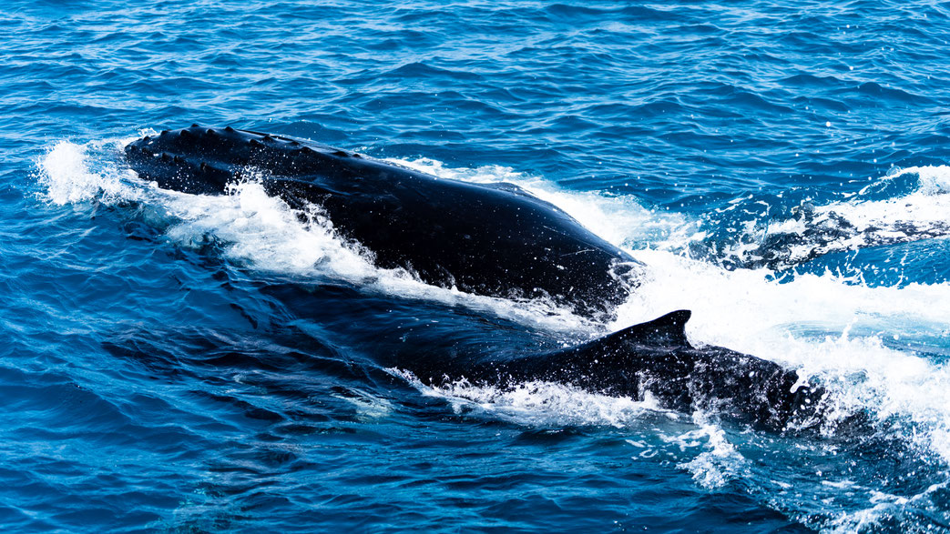 A mother and calf humpback whale at Fraser Island, Australia