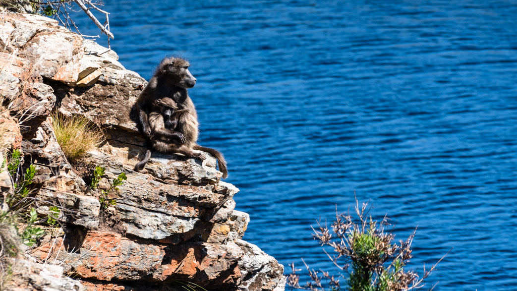 Baboon mother with its youngster sitting on top Palmiet River, Kogelberg Nature Reserve, South Africa