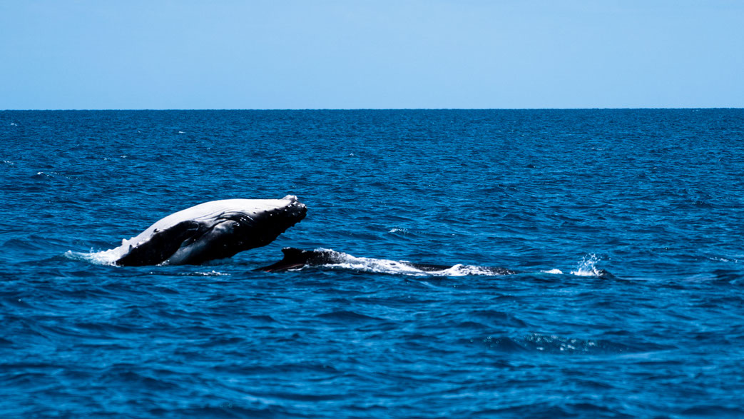 Breaching humpback whale calf at Fraser Island, Australia