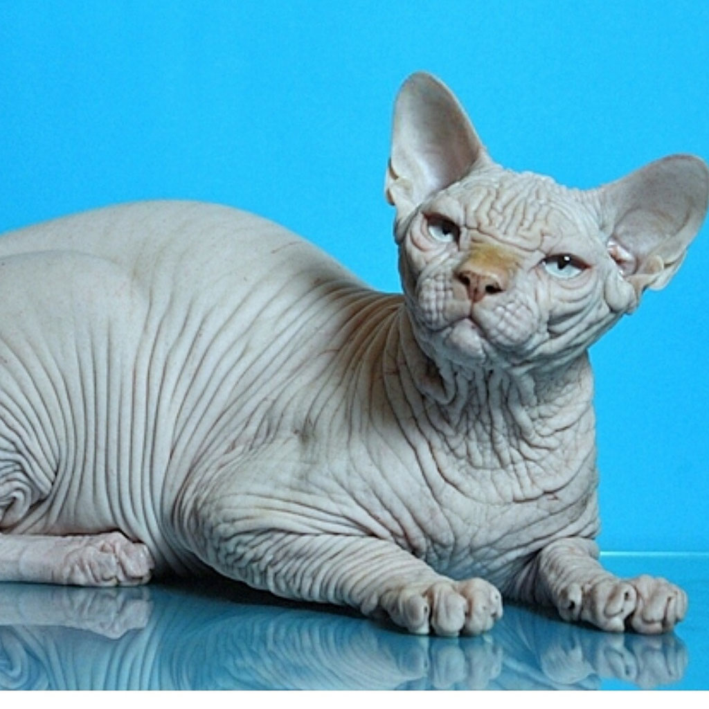 Mi Gato Sphynx Se Ensucia Mucho CRIADERO DE GATOS SPHYNX, DEVON REX, BAMBINOS y ELF - Página web de  thekittenshouse