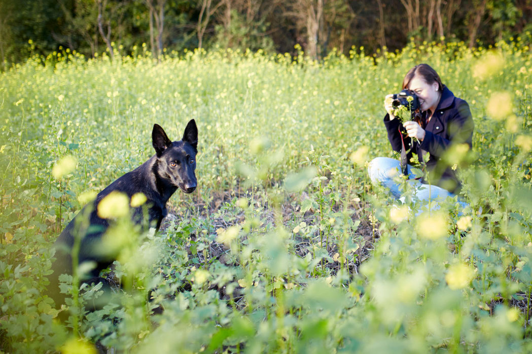 Tierfotograf Hundefotograf Pferdefotograf Lörrach Basel Rheinfelden Freiburg Bern Zürich Bad Säckingen Sheltie Malia