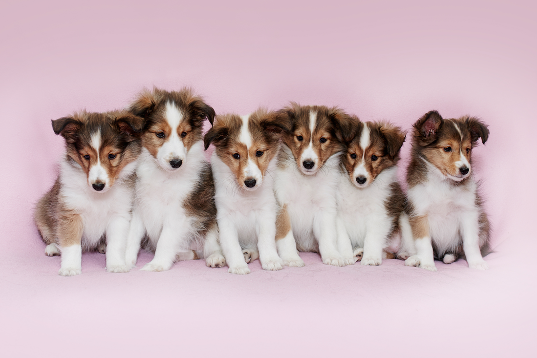 Tierfotograf Hundefotograf Pferdefotograf Lörrach Basel Rheinfelden Freiburg Bern Zürich Bad Säckingen Sheltie Malia