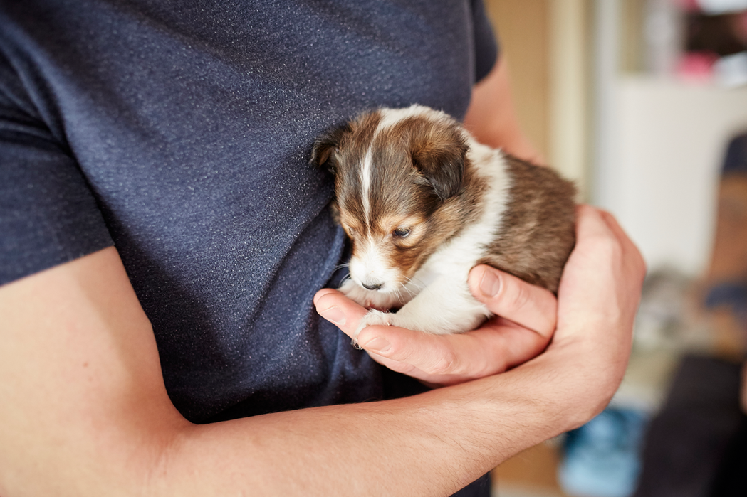 Tierfotograf Hundefotograf Pferdefotograf Lörrach Basel Rheinfelden Freiburg Bern Zürich Bad Säckingen Sheltie Malia