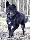 Balu