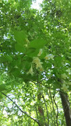 緑に紛れて咲くツクバネウツギ