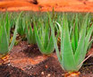 L'Aloe vera ou aloés (syn. A. barbadensis Mill., A. vulgaris Lam.) est une espèce d'aloès (genre Aloe) originaire de la Péninsule Arabique et d'Afrique orientale