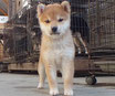 赤柴子犬メスの画像