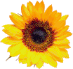 Sonnenblumenöl BIO