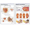 APARATO REPRODUCTOR/EMBARAZO Y CICLO MENSTRUAL