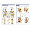 SISTEMA ESQUELETICO/EL CRÁNEO