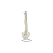 COLUMNA VERTEBRAL FLEXIBLE