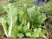 7月お届けの野菜セット