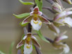 Epipactis palustris / Sumpfstendelwurz BF