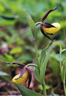 Cypripedium calceolus / Heimscher Frauenschuh JPF