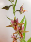 Epipactis-Hybride ''Sabine'' / Stendelwurz-Hybride JPF