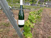 Nr. 18/25 - 2024er - Riesling Kabinett halbtrocken Ellerer Bienenlay 0,75 ltr.