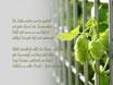 " Die Liebe wächst..." Motiv Hopfen  Text C. Scharf