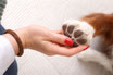 Informationsabend für Hundetrainer:innen