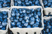 Heidelbeeren "NL"