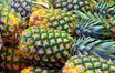 Hawaii Ananas "CR"