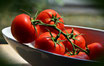 Tomaten / Rispenparadeiser "NL"