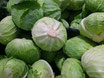 Weißkraut "NL"