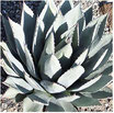 AGAVE PARRYI NEOMEXICANA ?