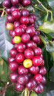 COSTA-RICA 250 grs