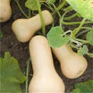 Courge Butternut BIO