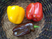 Poivrons colorés bio