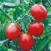 Tomates rouges cocktail bio