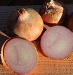 Oignons roses, rouge mélange bio