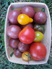 Tomates cocktail bio (mélange)