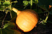 Potimarron bio