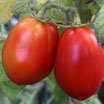 Plateau de 10 kg tomates var Roma bio