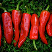 Piment Goria (Espelette)