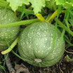 Courgette ronde verte