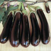 Aubergine longue violette